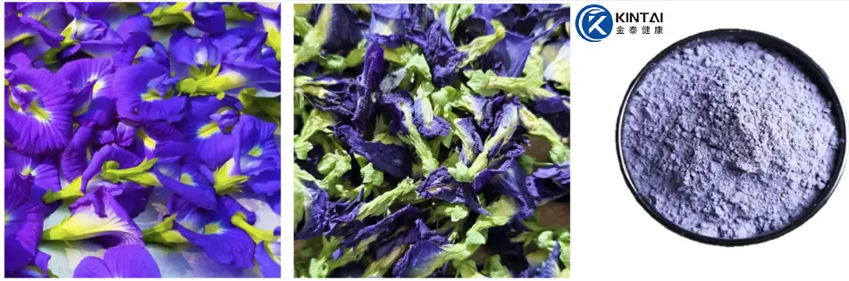 Butterfly Pea Flower Extract Plant Source Butterfly Pea Flower Extract Plant Source
