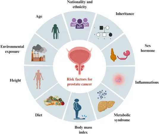 Cnidium monnieri extract on the prostate Cnidium monnieri extract on the prostate