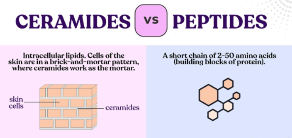 Ceramides vs Peptides Ceramides vs Peptides