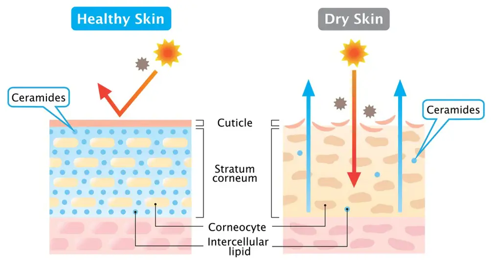 Ceramide Powder Benefits for Skin