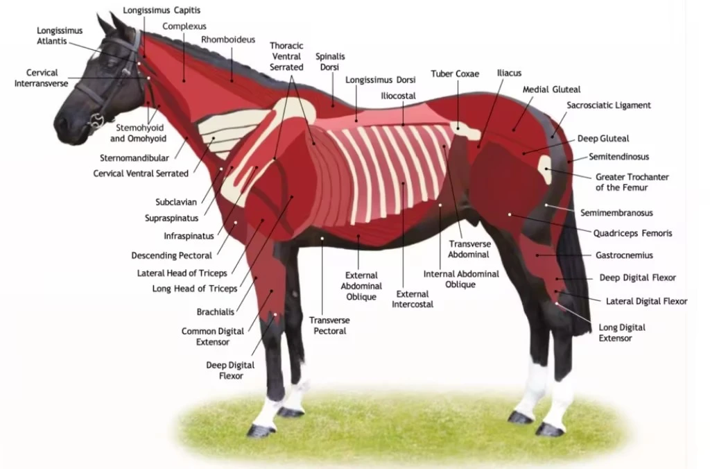Aiding Horse Muscle Growth Aiding Horse Muscle Growth