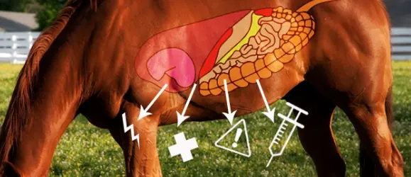 Promoting Horse Gut Health Promoting Horse Gut Health