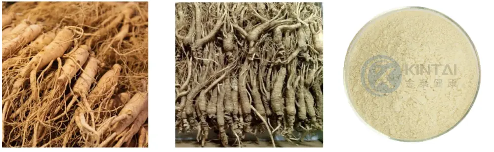 Healthkintai® Ginseng Extract Powder Plant Source Healthkintai® Ginseng Extract Powder Plant Source