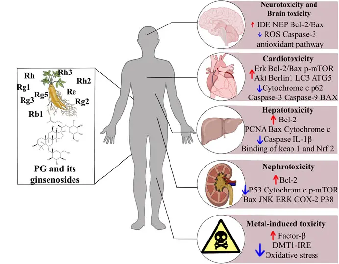 What does Ginseng Extract Powder do?
