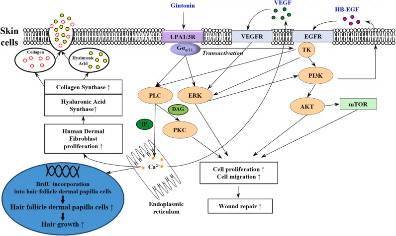 Ginseng Extract for Skin