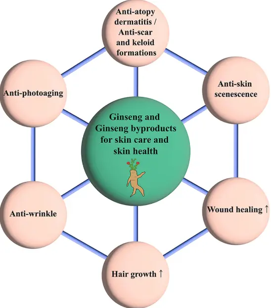 Benefits of Ginseng Extract on Skin Benefits of Ginseng Extract on Skin