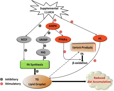 Garcinia Cambogia Extract Benefits Garcinia Cambogia Extract Benefits