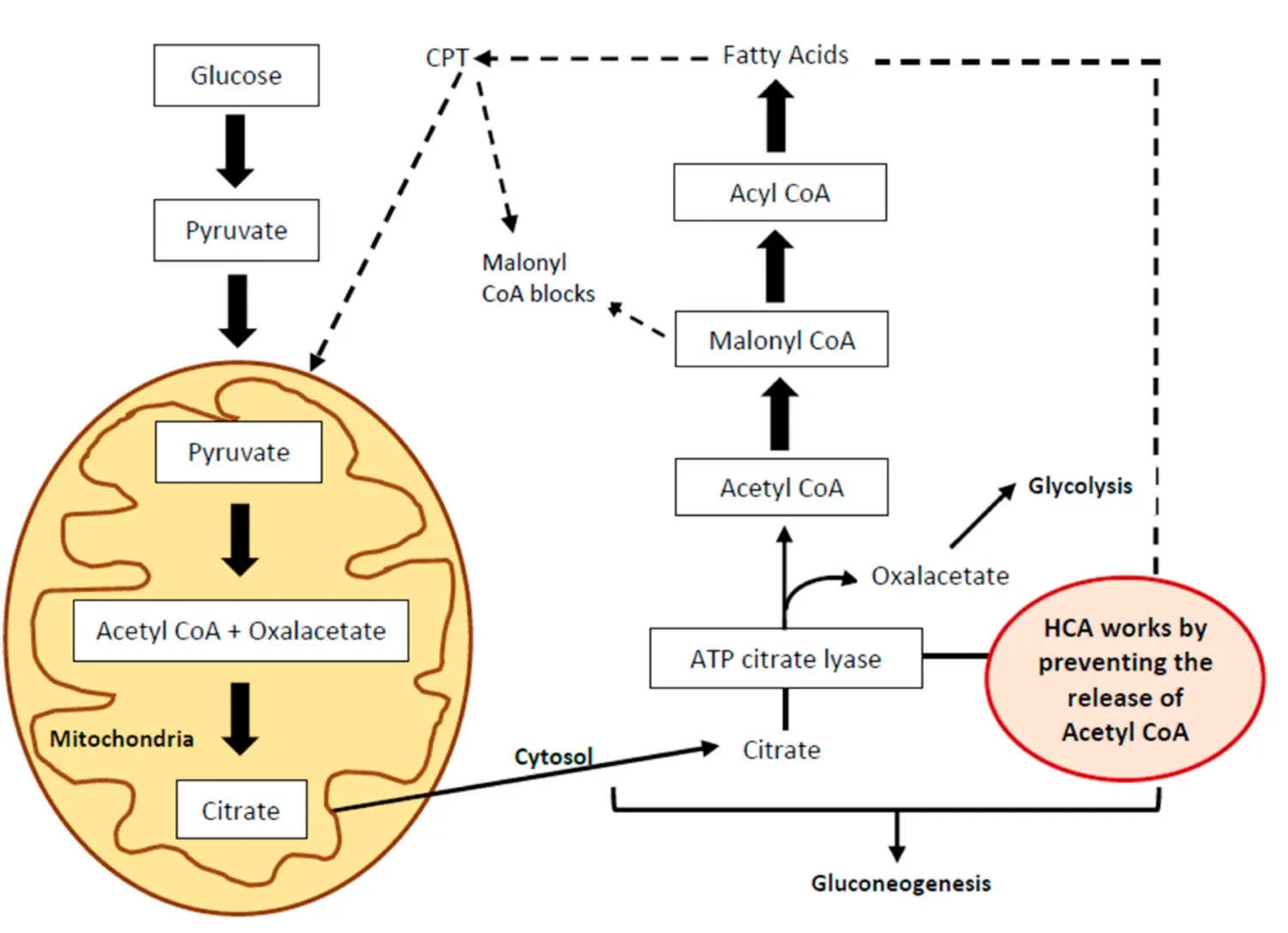 Garcinia Cambogia Extract Benefits