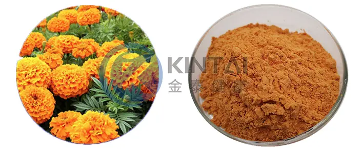 Marigold Extract Lutein Powder Manufacturer and Supplier Marigold Extract Lutein Powder Manufacturer and Supplier