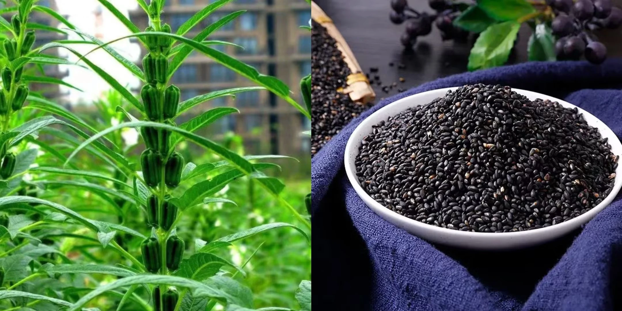 How to Make Black Sesame Extract