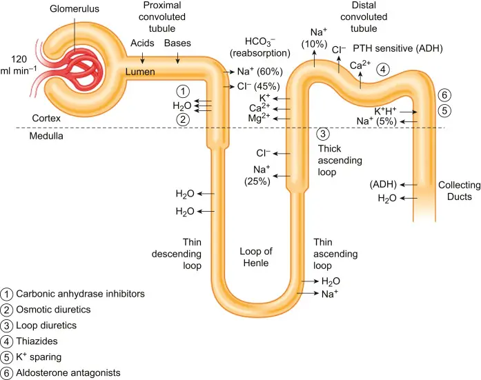 Horsetail Extract Silica diuretic Horsetail Extract Silica diuretic