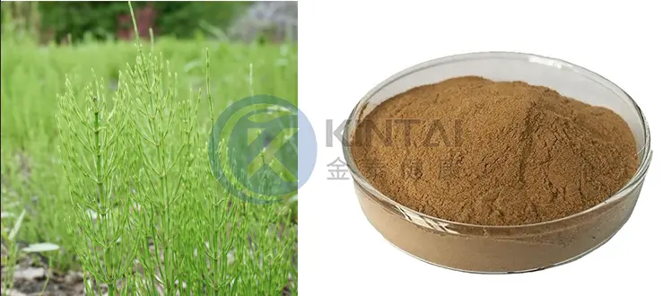 Horsetail Extract
