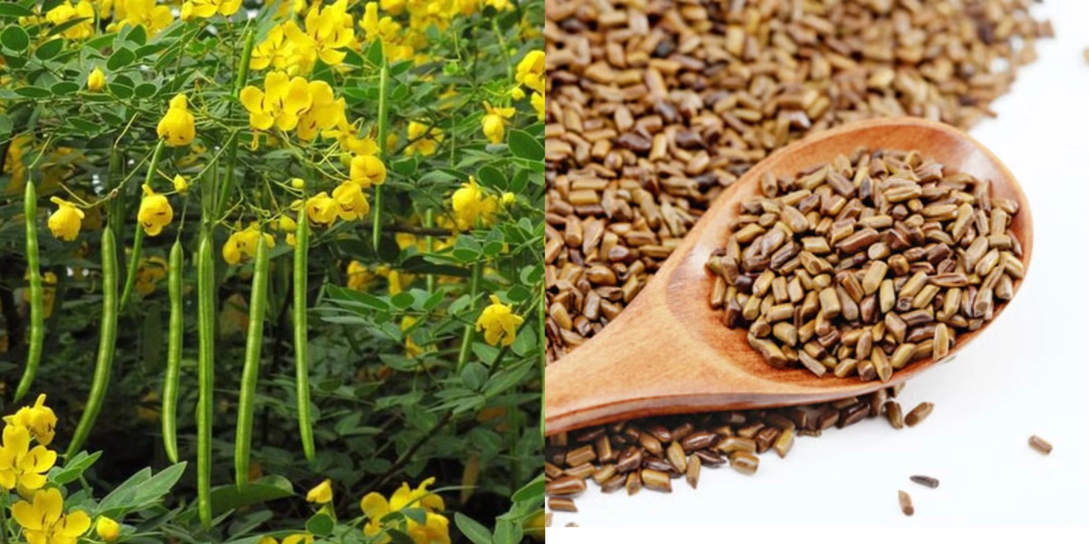 How to Make Cassia Seed Extract
