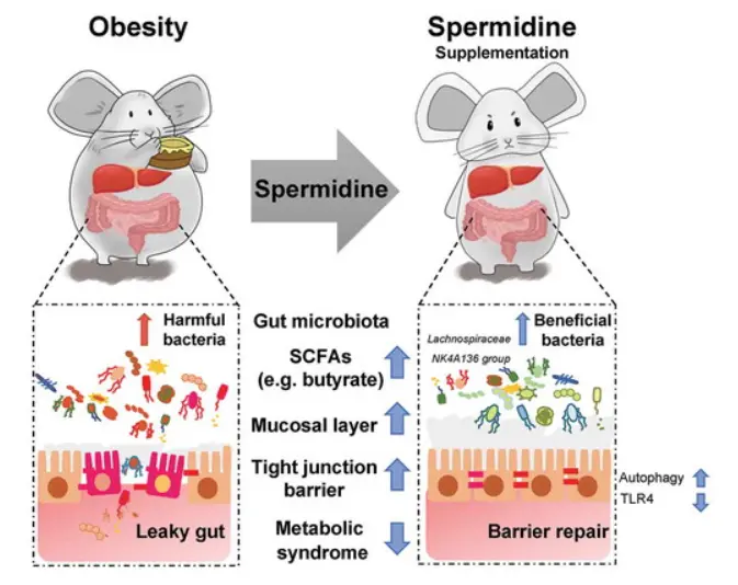 Why can Spermidine help with weight loss?