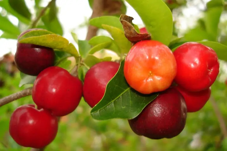 Acerola Cherry Extract Powder Botanical Source Acerola Cherry Extract Powder Botanical Source