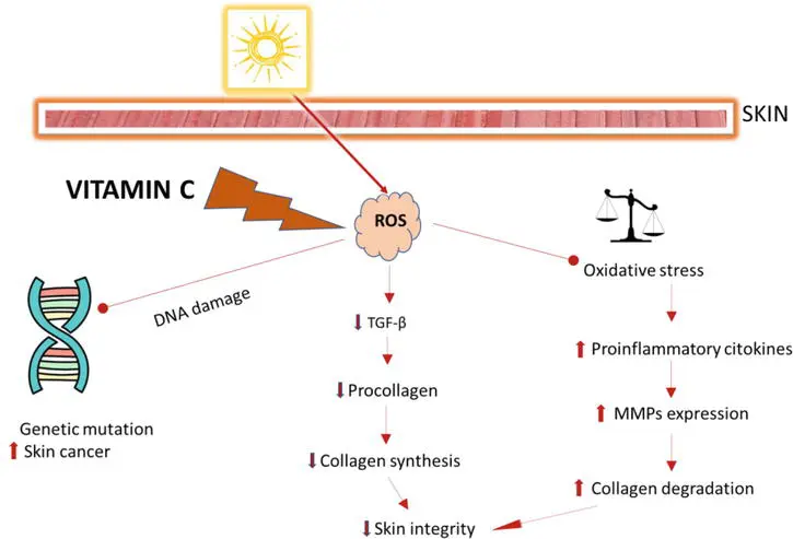 The Specific Benefits of Acerola Cherry Extract for Skin The Specific Benefits of Acerola Cherry Extract for Skin