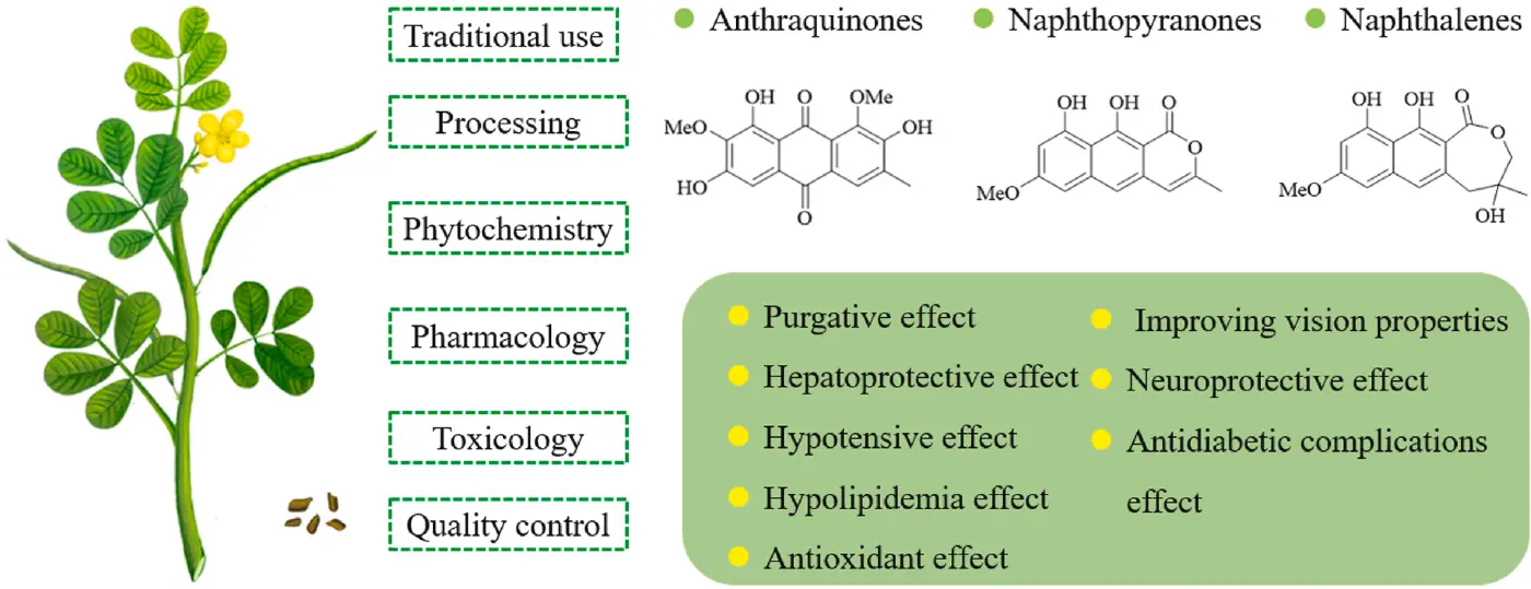 Total Anthraquinones —The “Natural Core Power” for Purgation Total Anthraquinones —The “Natural Core Power” for Purgation