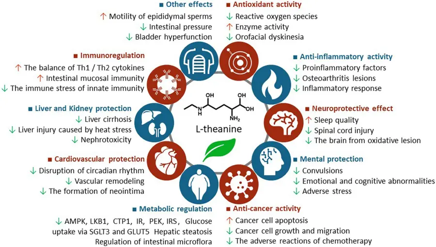 l theanine benefits