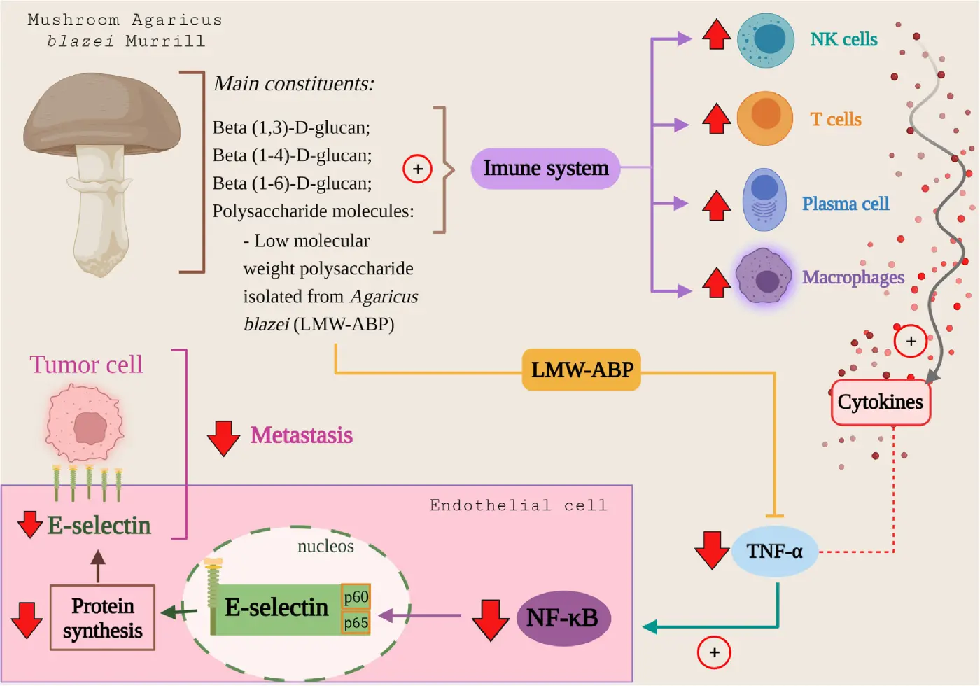 Agaricus Blazei Murill Extract Benefits Agaricus Blazei Murill Extract Benefits