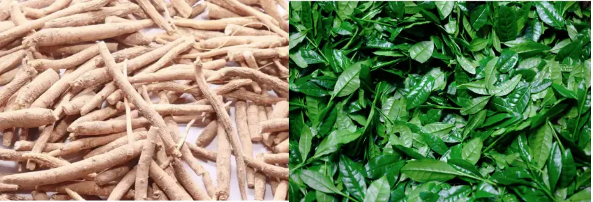 Is ashwagandha or l theanine better for sleep?