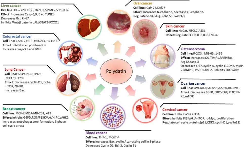 Benefits of Polydatin Powder Benefits of Polydatin Powder