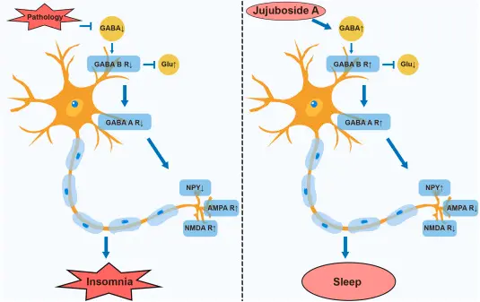 How Does Sour Jujube Seed Extract Work for Sleep?
