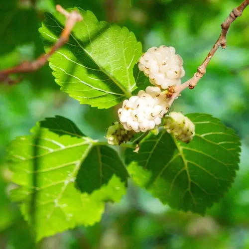 Mulberry Leaf Extract Powder Botanical Source