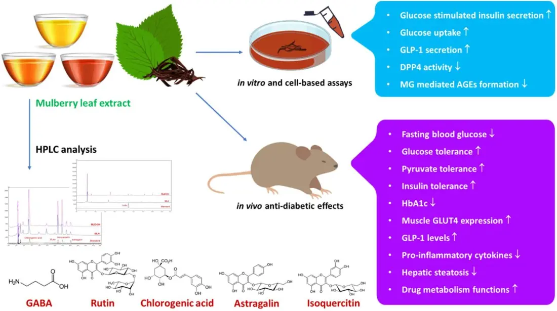 Mulberry Leaf Extract Benefits Mulberry Leaf Extract Benefits