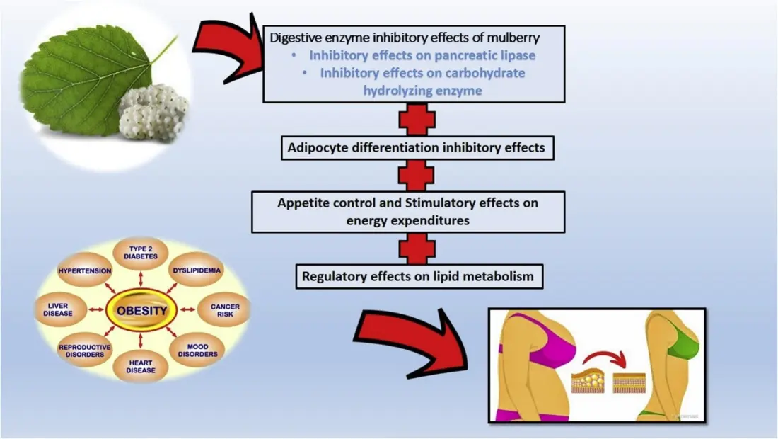 Mulberry Leaf Extract Benefits