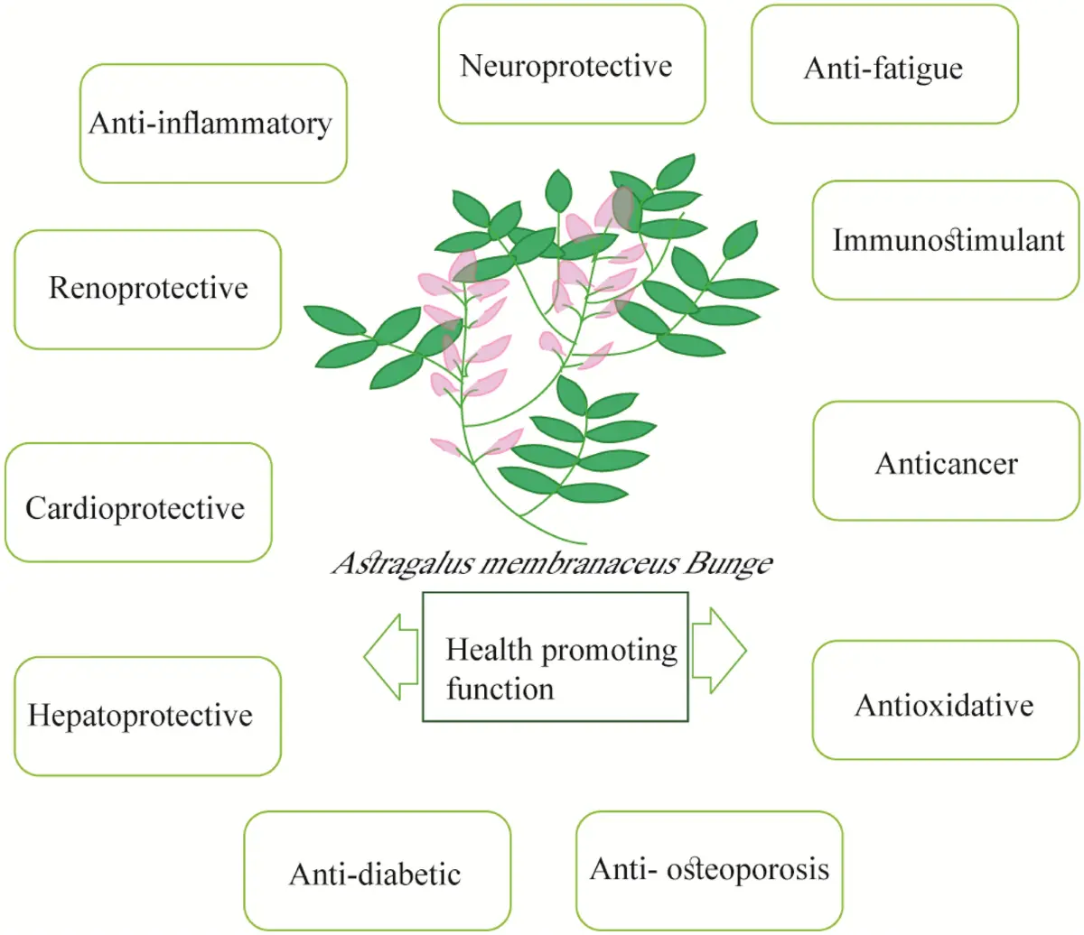 Astragalus Extract Powder Benefits Astragalus Extract Powder Benefits