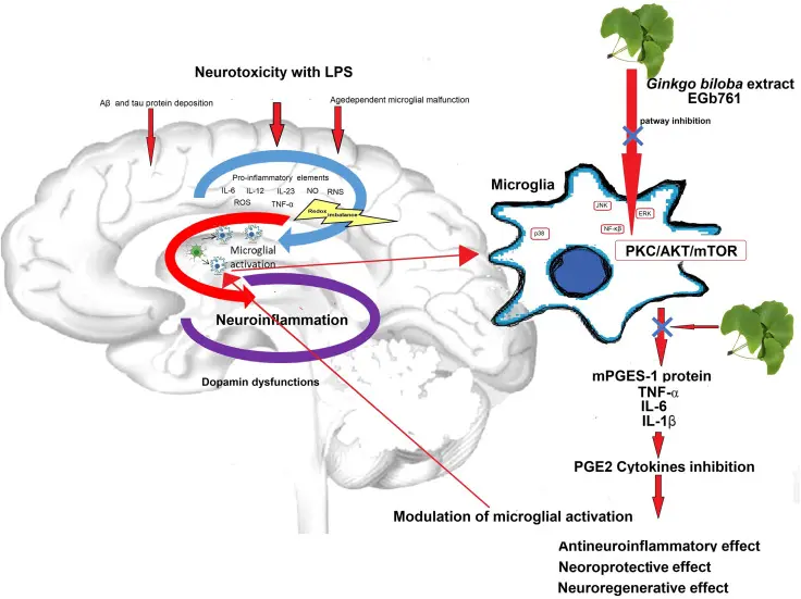 Ginkgo Biloba Leaf Extract Benefits Ginkgo Biloba Leaf Extract Benefits