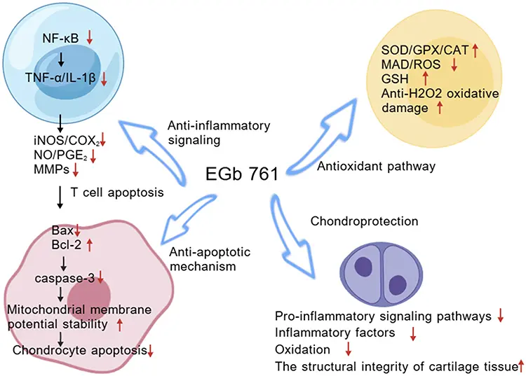 Ginkgo Biloba Leaf Extract Benefits