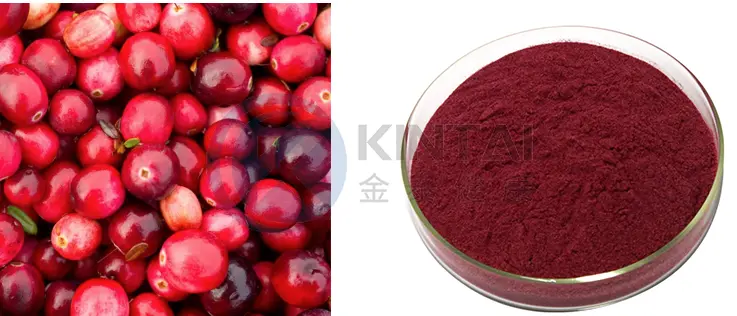 Cranberry Extract Proanthocyanidins Plant Source Cranberry Extract Proanthocyanidins Plant Source