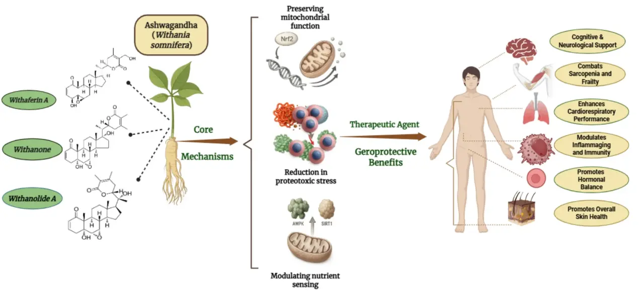 Ashwagandha Extract Powder Benefits Ashwagandha Extract Powder Benefits