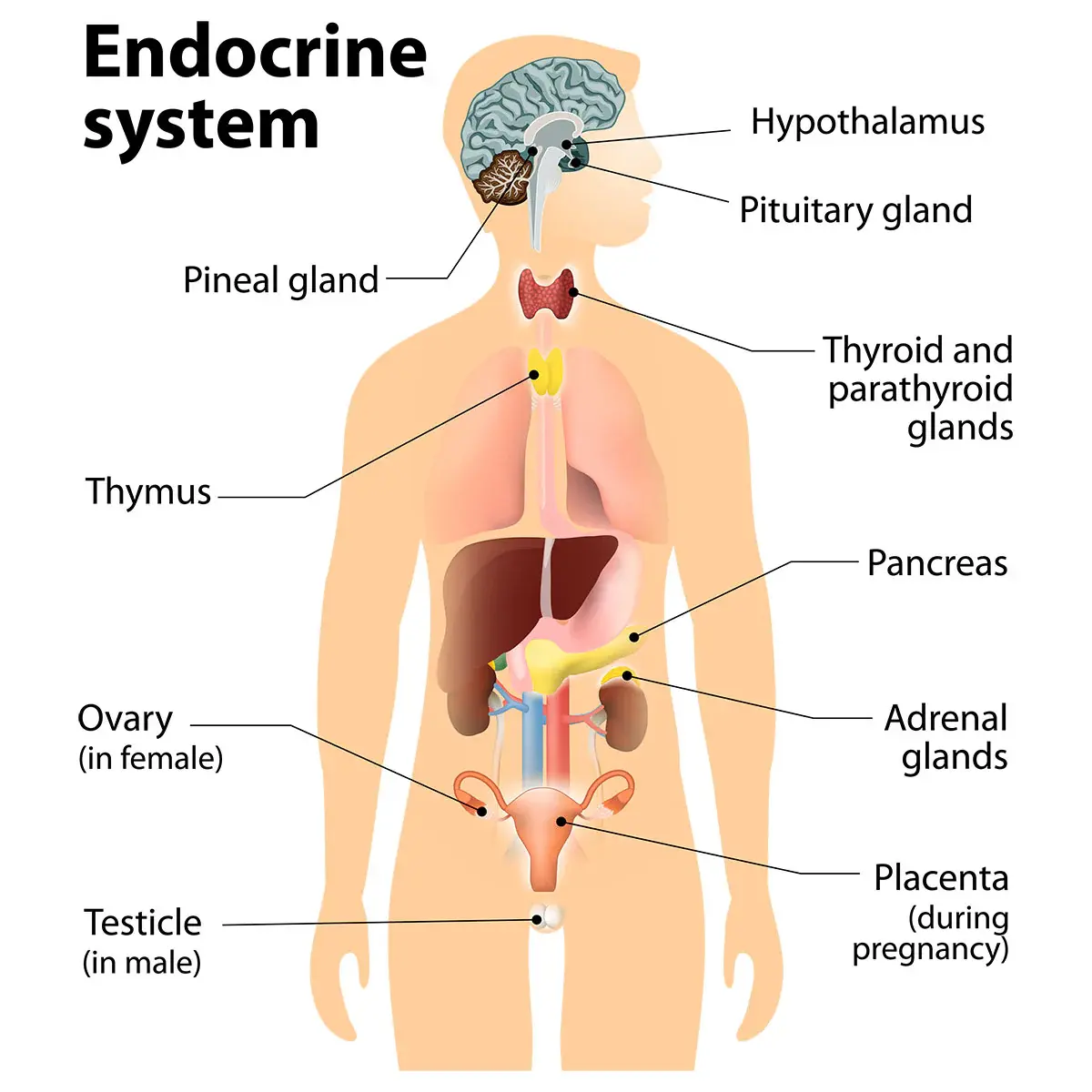 Maca Extract Benefits for Both Sexes