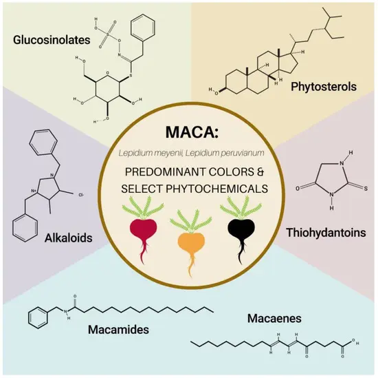 How Does Maca Extract Work for the Testosterone Level? How Does Maca Extract Work for the Testosterone Level?