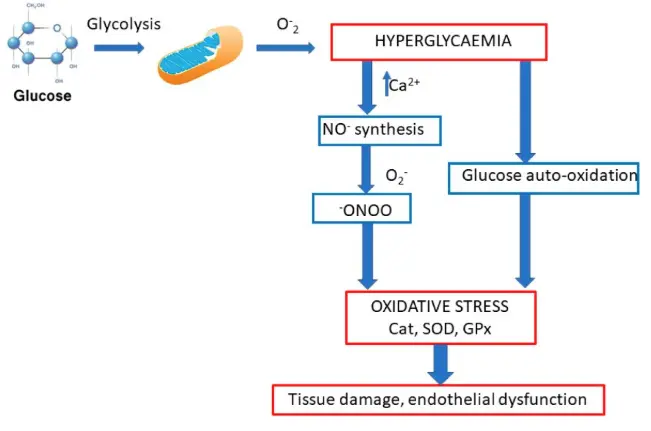 Grape Seed Extract benefits for Skin