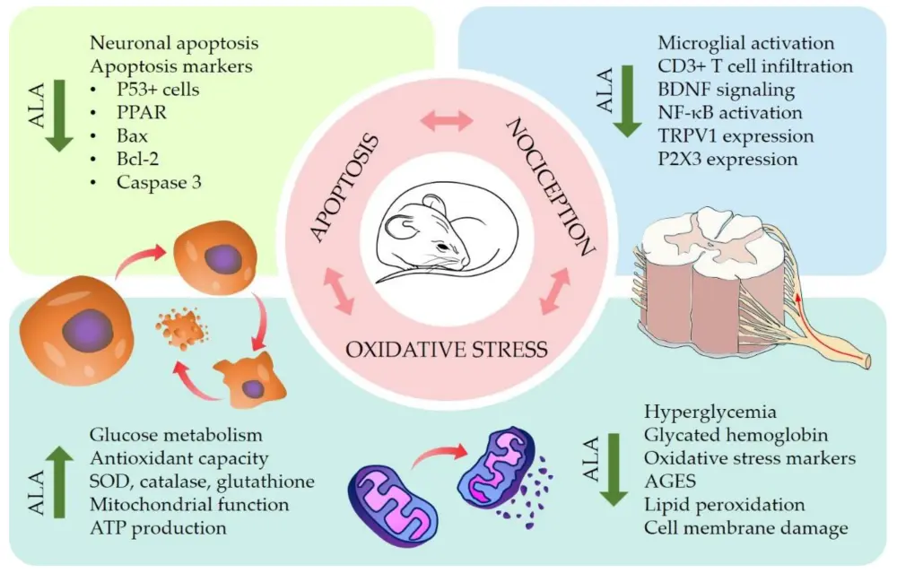 Alpha Lipoic Acid for nerve pain Alpha Lipoic Acid for nerve pain