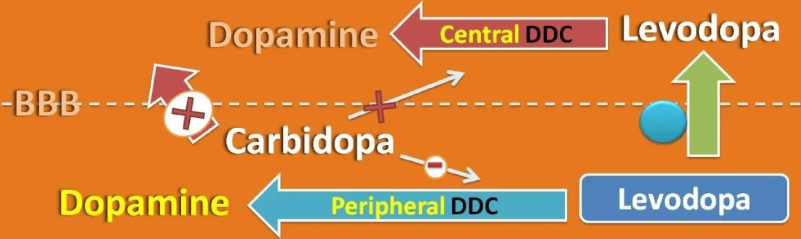 Why Levodopa and Carbidopa Are Usually Used in Combination Why Levodopa and Carbidopa Are Usually Used in Combination