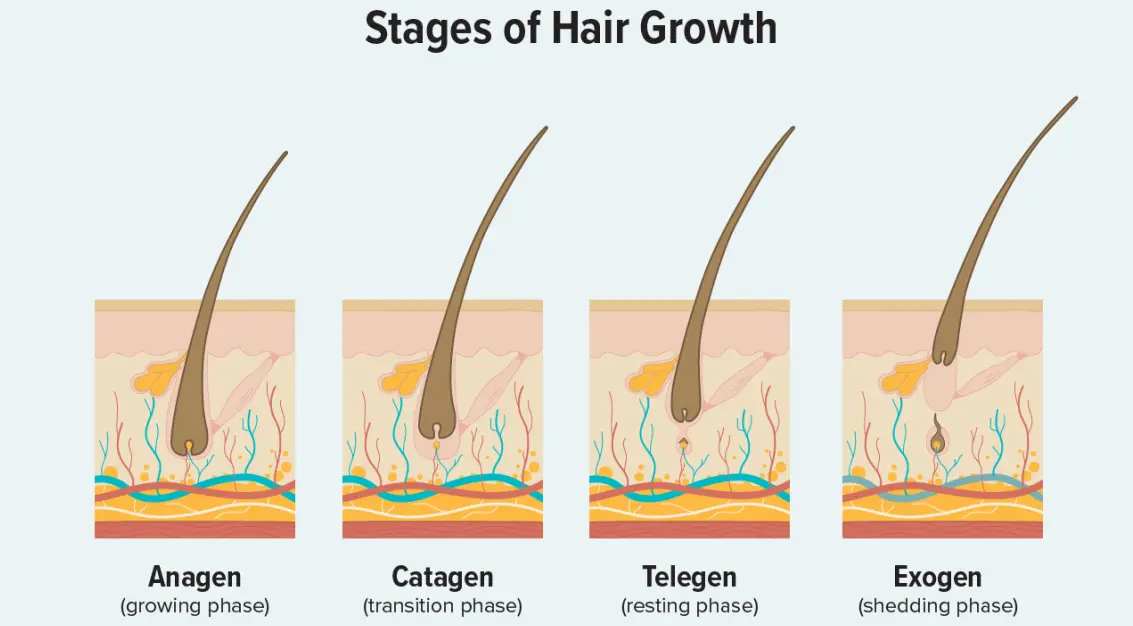 Piperine for hair Piperine for hair
