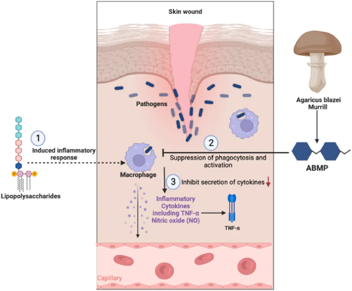 Agaricus Blazei Mushroom Extract Reduces Inflammation Symptoms in Dogs. Agaricus Blazei Mushroom Extract Reduces Inflammation Symptoms in Dogs.