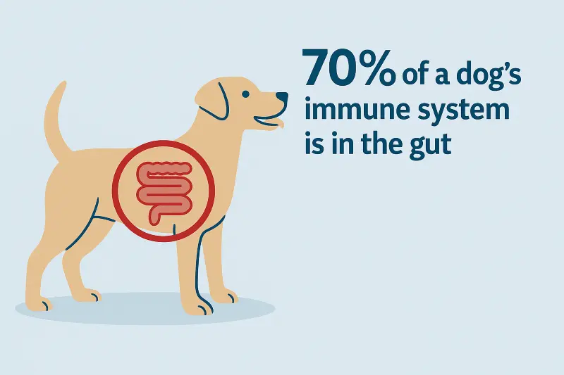 Agaricus Blazei Mushroom Extract Supports Intestinal Health and Promotes Nutrient Absorption Agaricus Blazei Mushroom Extract Supports Intestinal Health and Promotes Nutrient Absorption