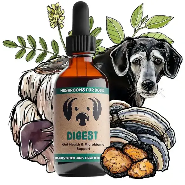The Applications of Agaricus Blazei Mushroom Extract for Dogs The Applications of Agaricus Blazei Mushroom Extract for Dogs