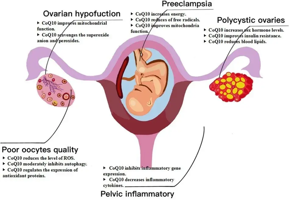 How does Coenzyme Q10 help with fertility?