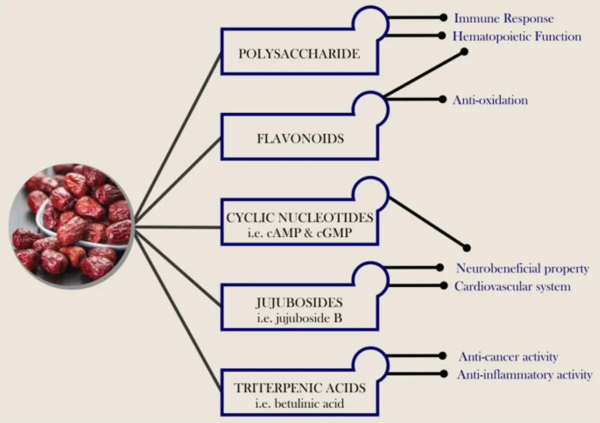 What Is Jujube Extract?