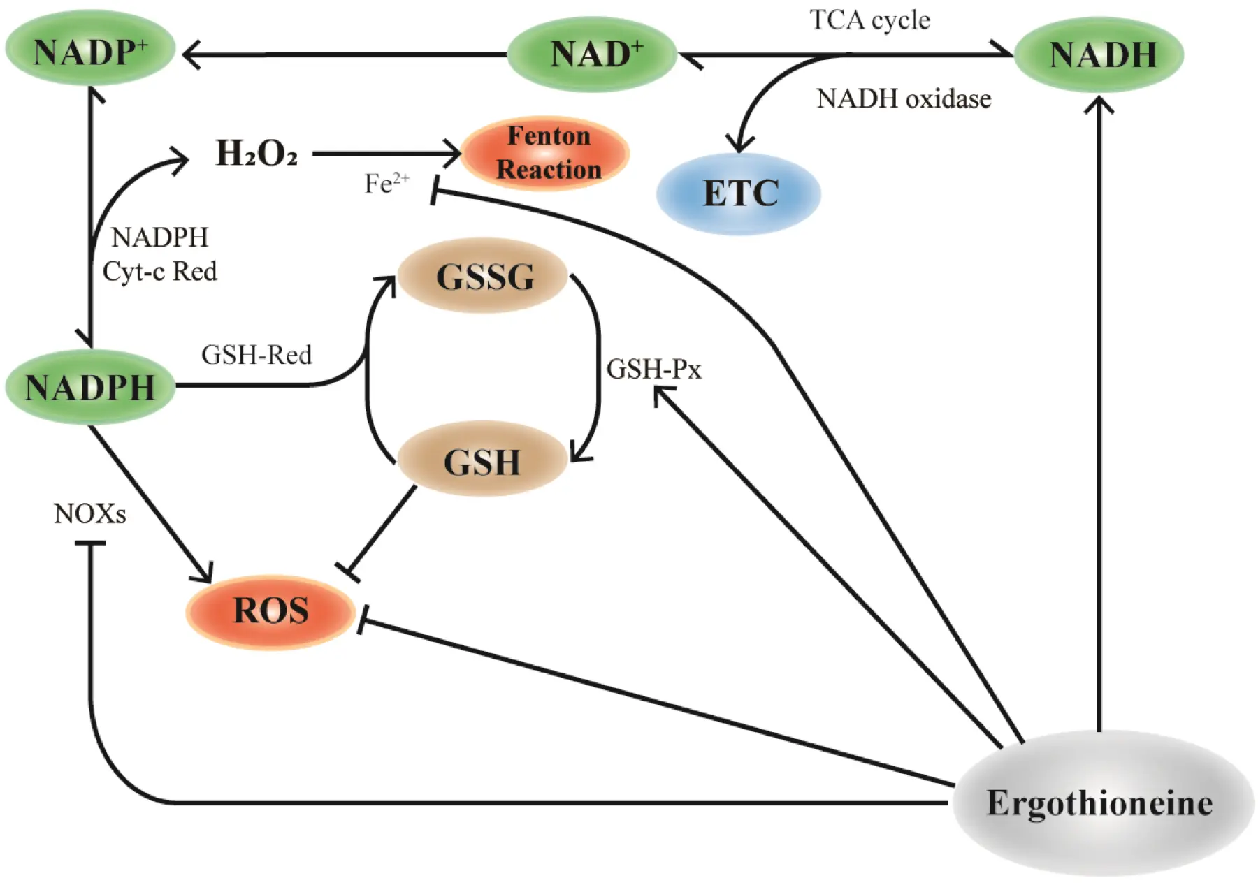 mechanism of action of L-ergothione