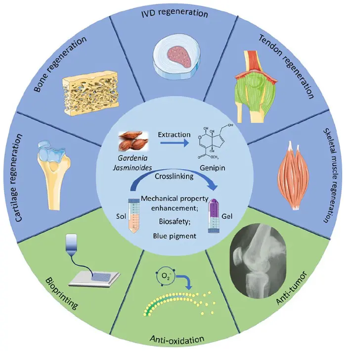 The Applications of Genipin The Applications of Genipin
