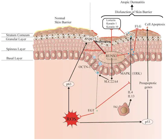 What does Ergothioneine do for Skin？