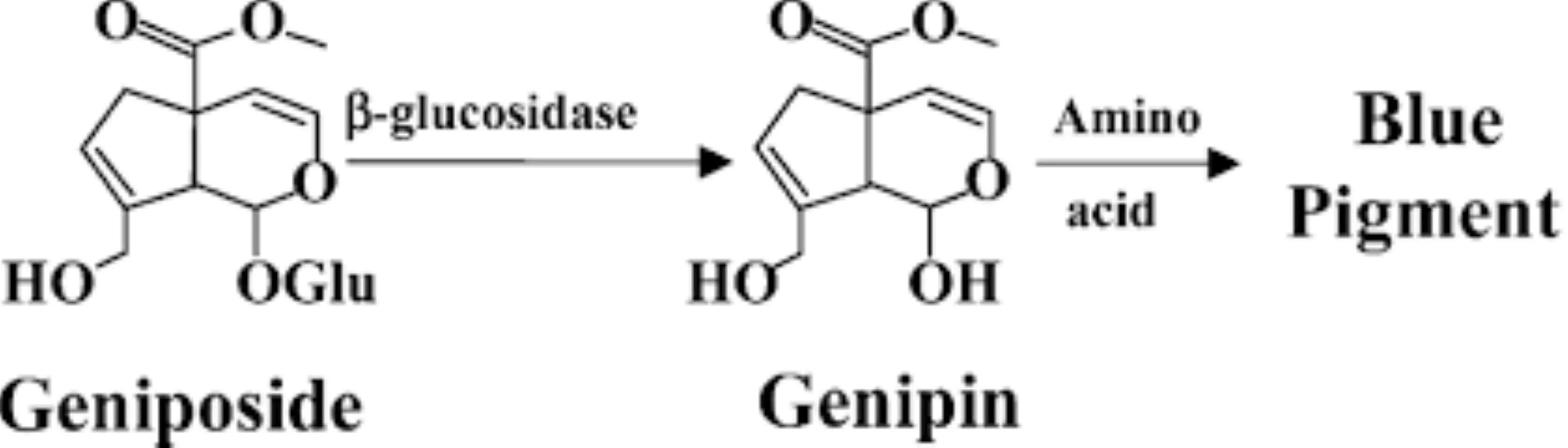 How to Make Gardenia Genipin Blue from Genipin Powder?