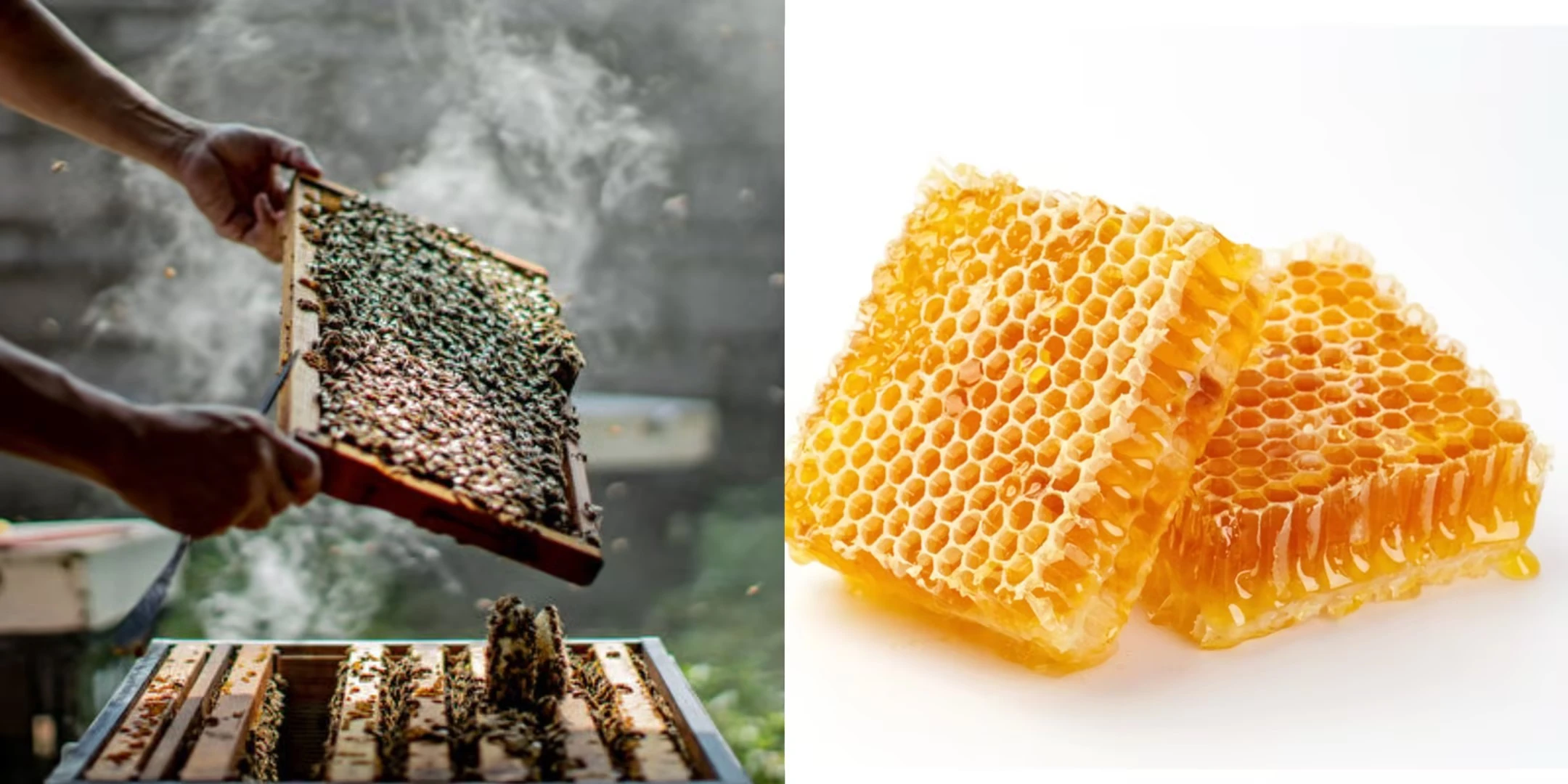 How to Make Propolis Extract without Alcohol?